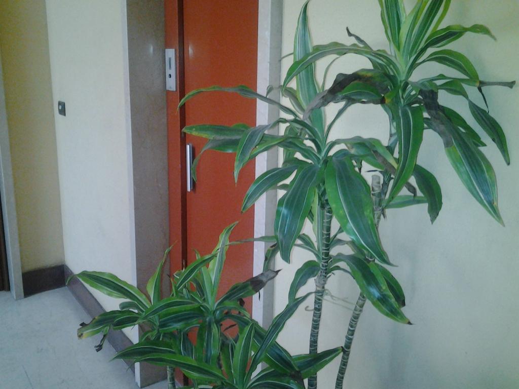 Olimpica Relais Guest House Rzym Zewnętrze zdjęcie